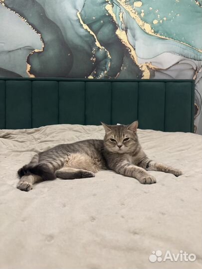Британская кошка