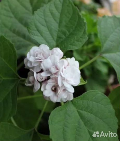 Клеродендрум филиппинский