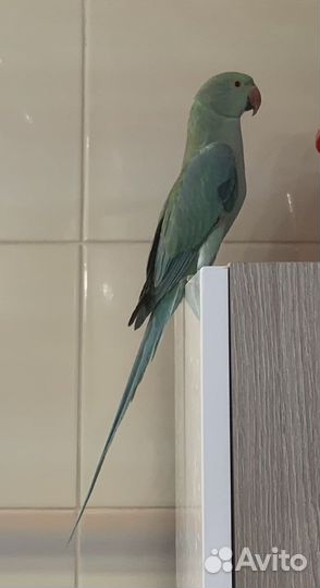 Ожереловый попугай