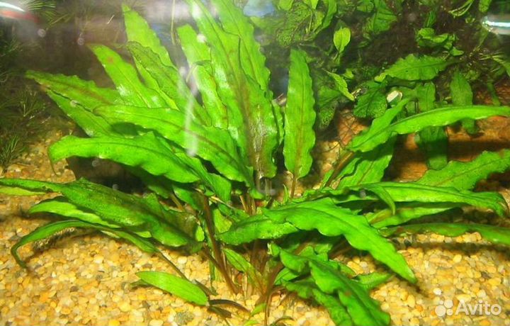 Криптокарина