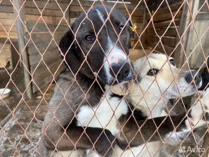 Собака ищет дом