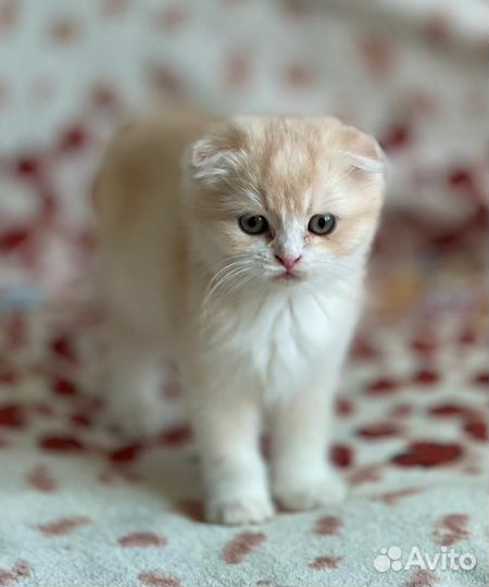 Котята британские