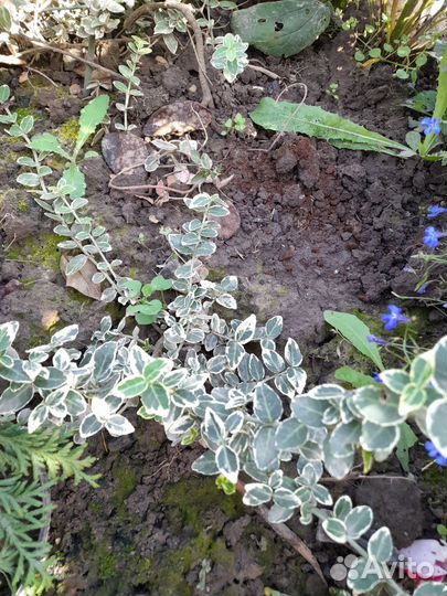 Бересклет форчуна