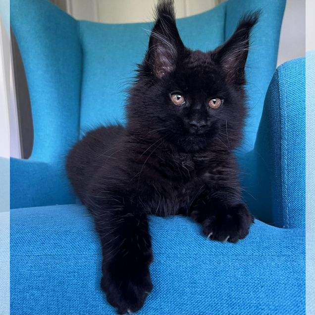 Мейн-кун котёнок