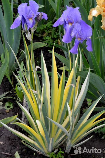 Предлагаю сортовые бородатые ирисы