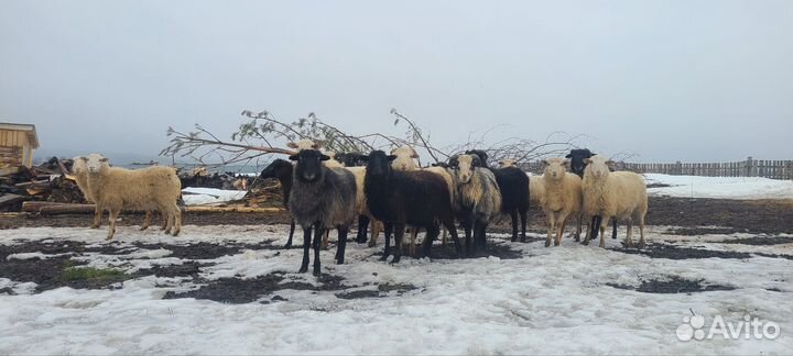 Овцы на Курбан, козы