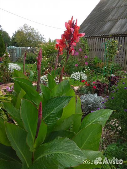 Клубни канны