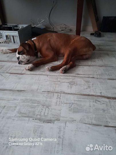 Боксер вязка