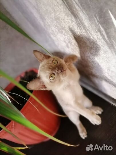 Европейская бурма