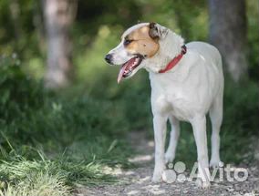 Белка. Отдам в добрые руки