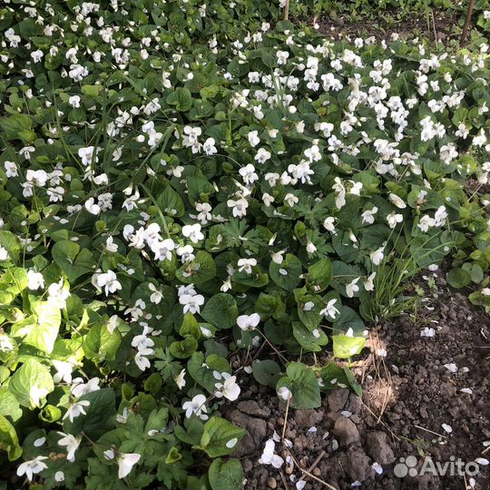 Фиалка садовая