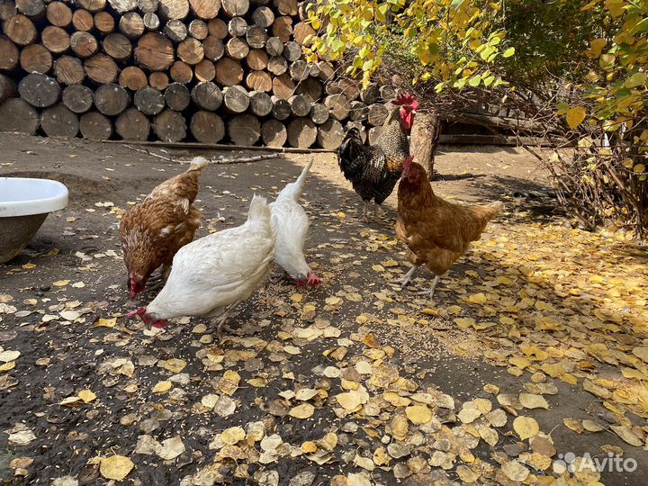 Куры несушки