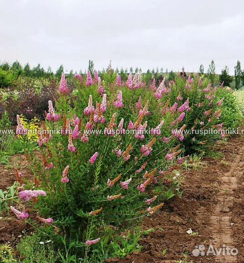 Спирея билларда