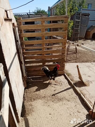 Продажа петухов