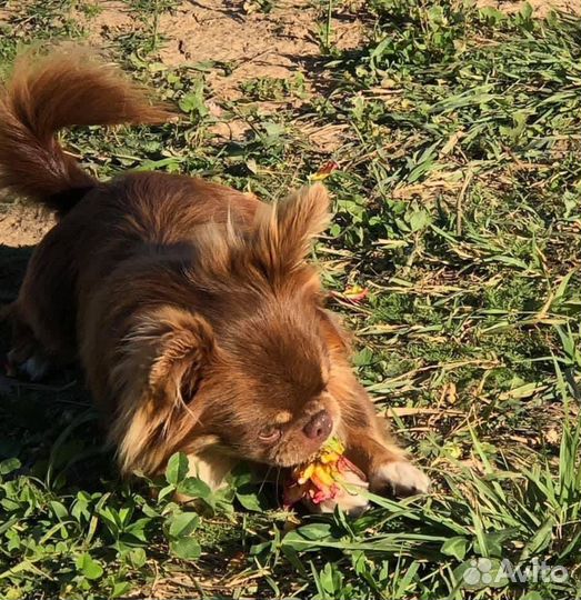 Вязка чихуахуа