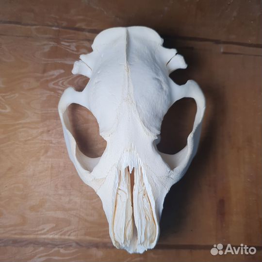 Череп бобра выбеленный имитация