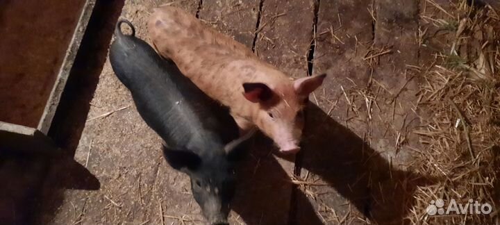 Поросята ландрас дюрок