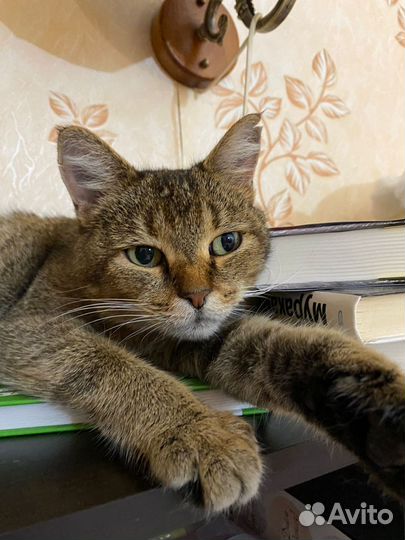 Британская молодая кошечка в добрые руки