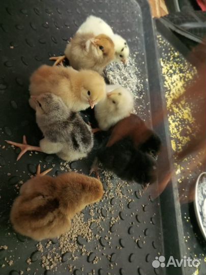 Цыплята