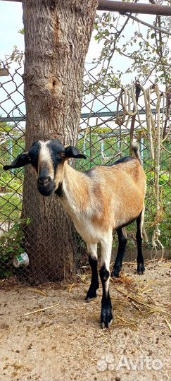 Зааненские козы дойные, нубийка