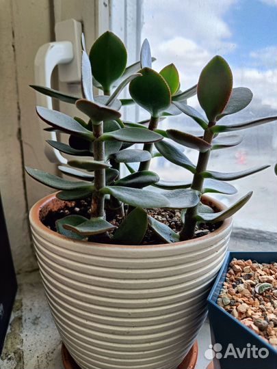 Крассула Маруба