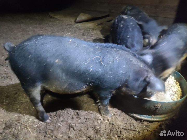 Поросята венгерской мангалицы
