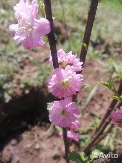 Сакура махровая 1метр