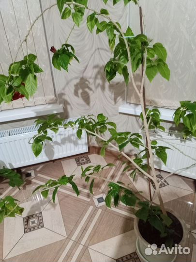 Комнатные растения