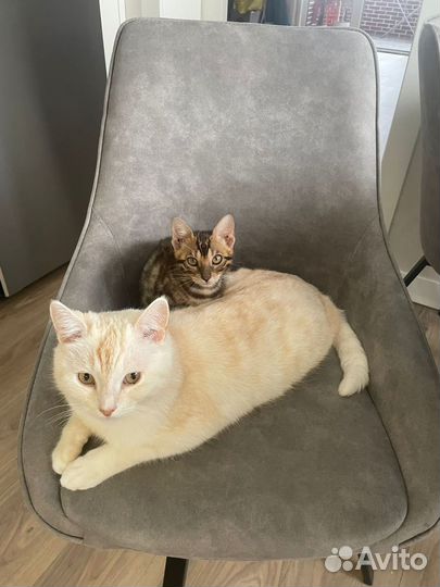 Бенгальский настоящий леопард в миниатюре