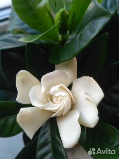 Гардения Жасминовидная