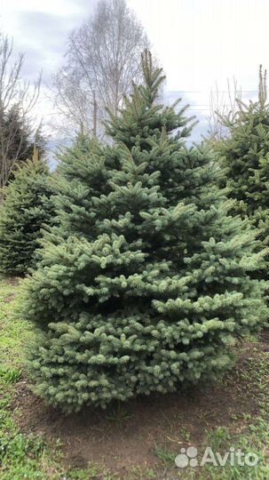 Ель голубая крупномер Предзаказ