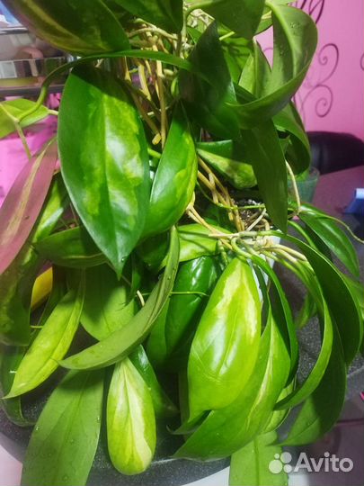 Хойя срезом