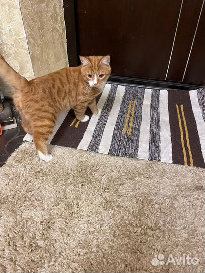 Кот в добрые руки