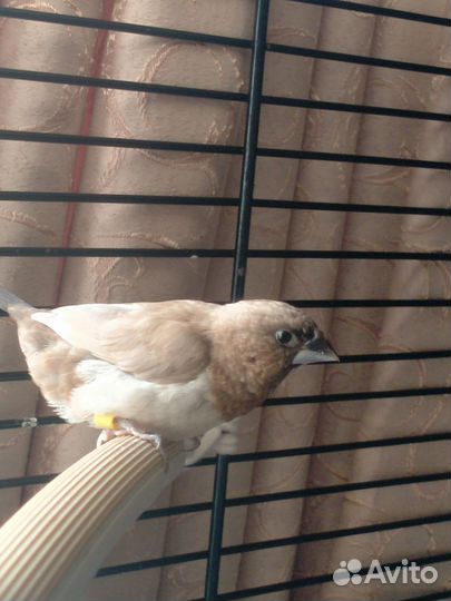 Японские амадины