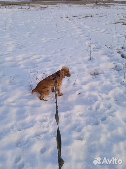 Собака в добрые руки отдам бесплатно