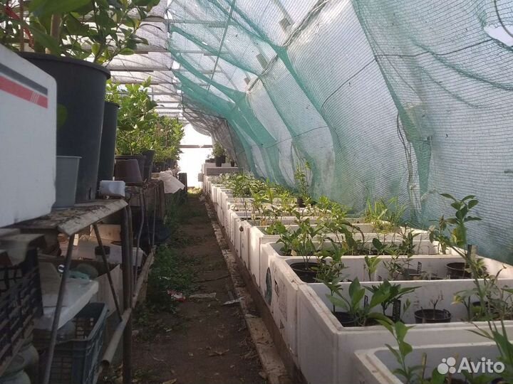 Комнатные цитрусы.Саженцы,Санкт-Петербург