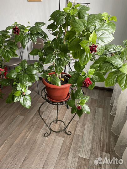 Гибискус китайская роза