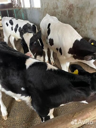 Ч Бычки и Тёлки на откорм и племя