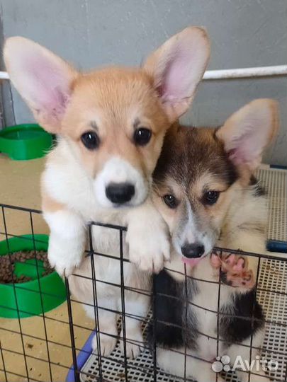 Вельш корги пемброк девочки и мальчики