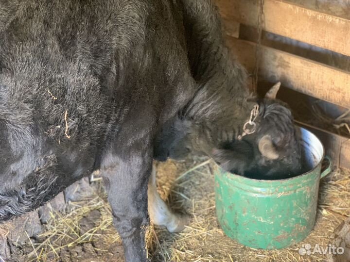 Домашние бычки