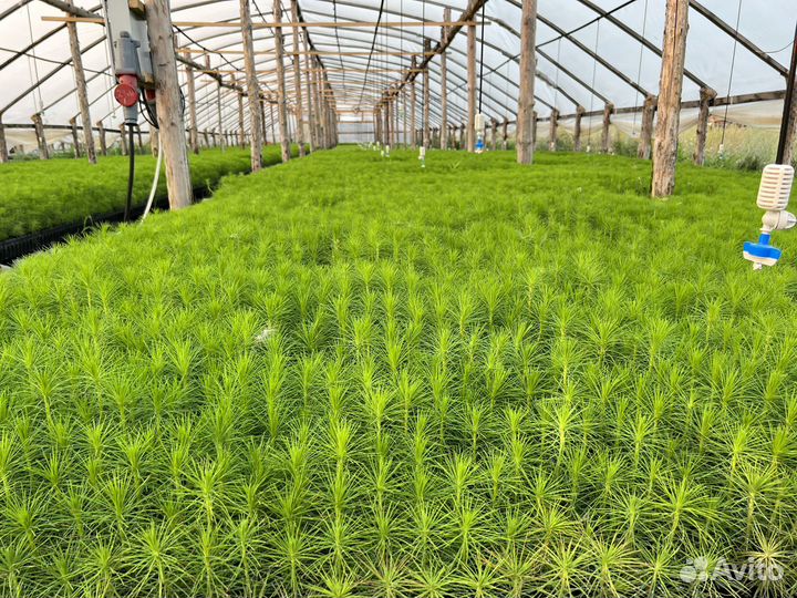 Консультации по зкс сеянцы Сосны и Ели Бизнес План