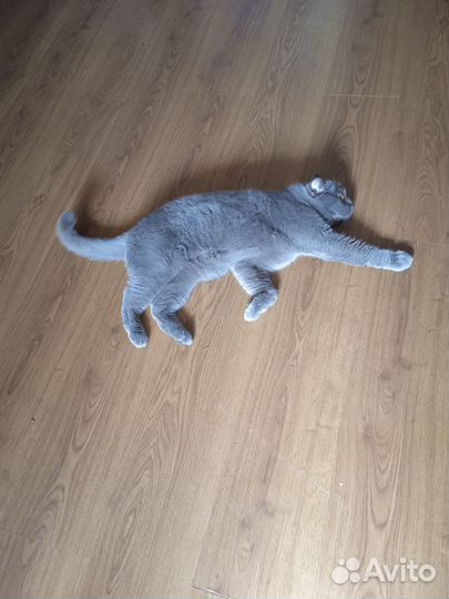 Передержка кошек