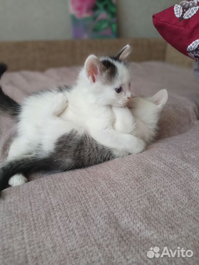 Котята в добрые руки приучены к лотку