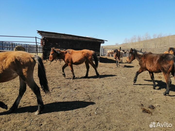 Молодняк лошади башкирская порода