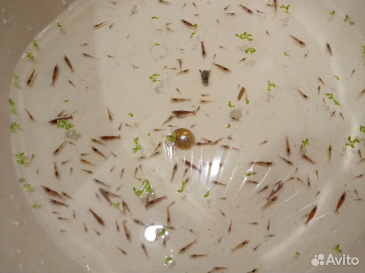 Креветки cherry