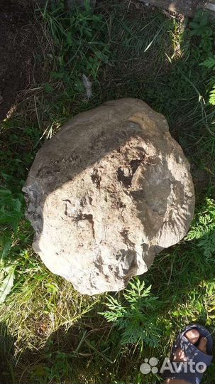 Окаменелости аммониты