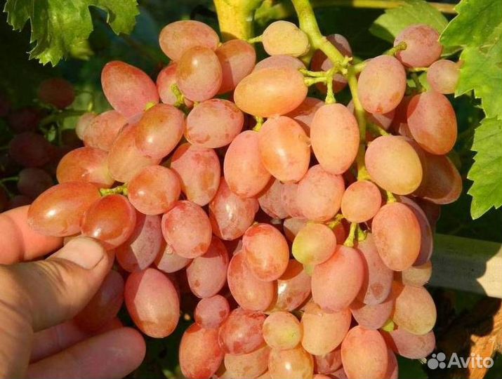 Саженцы винограда Кишмиш Лучистый