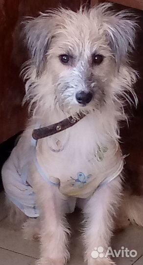 Шехерезада