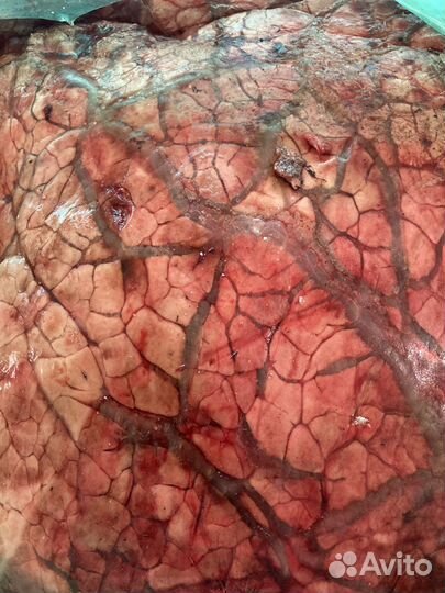 Говяжьи обрези для собак