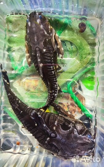 Анциструс сомики, агамикс